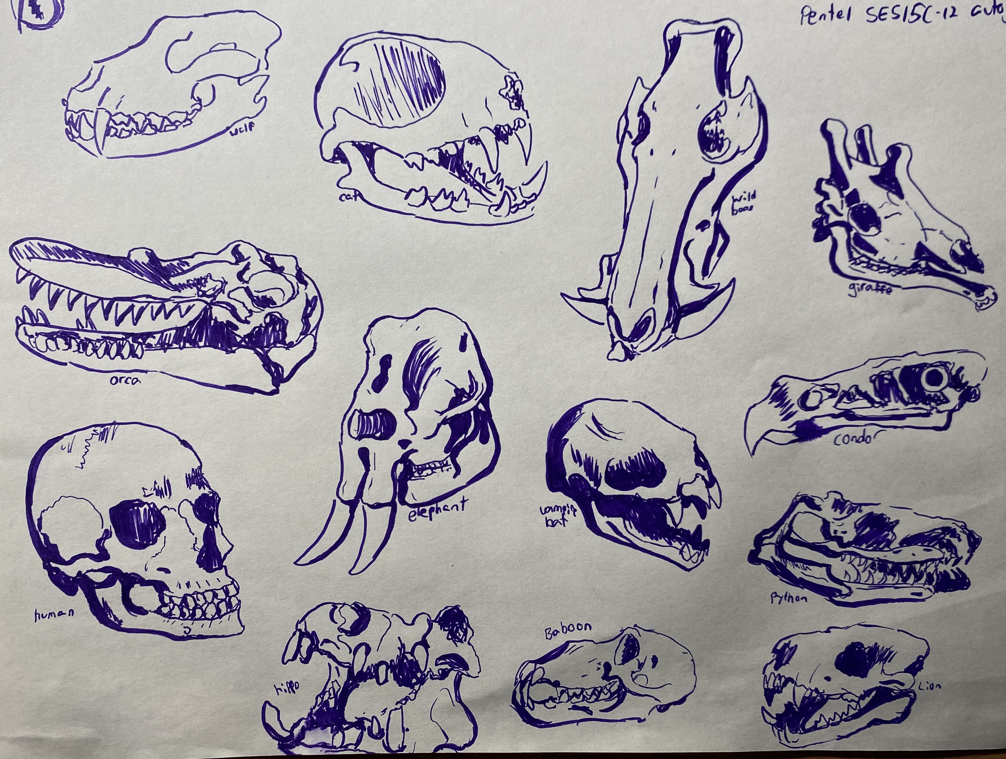 Traditional art: Various skulls of various species drawn with purple ink.